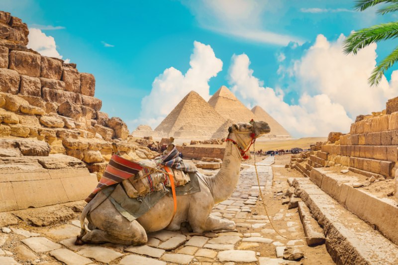 camile in fata piramidelor din egipt