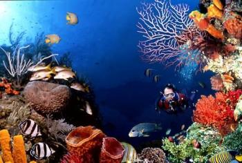 Diving in Maldive